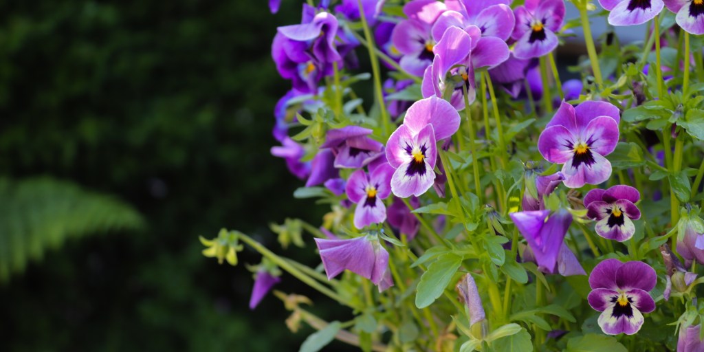Blomsterdrömmar och kattfunderingar